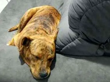 Cachorro ra a SRD idade 1 ano nome Tobby