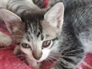 Gato raça indefinido idade Abaixo de 2 meses nome Filhotes