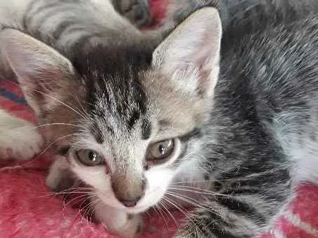 Gato ra a indefinido idade Abaixo de 2 meses nome Filhotes