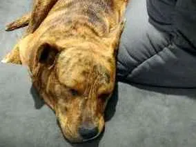 Cachorro raça SRD idade 1 ano nome Tobby