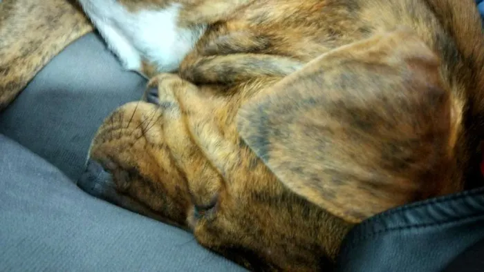 Cachorro ra a SRD idade 1 ano nome Tobby