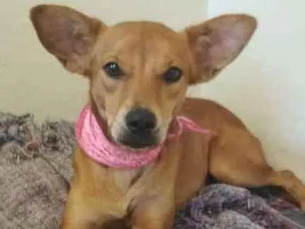Cachorro ra a SRD idade 1 ano nome Dolly
