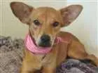 Cachorro raça SRD idade 1 ano nome Dolly