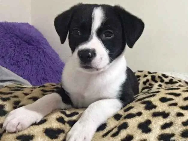 Cachorro ra a Sem raça definida idade 2 a 6 meses nome Lucke