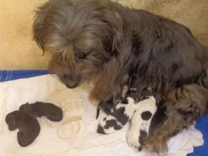 Cachorro raça Indefinida idade Abaixo de 2 meses nome Sem nome