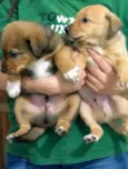 Toisso e Barney