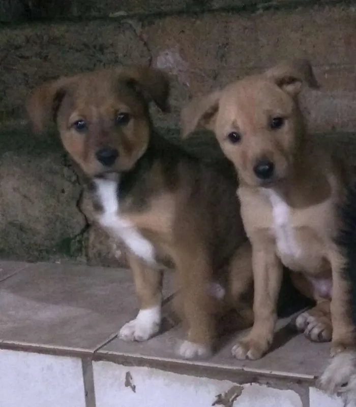 Cachorro ra a  Border collie com vira lata idade 2 a 6 meses nome Toisso e Barney