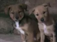 Toisso e Barney