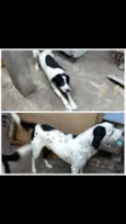Pingo