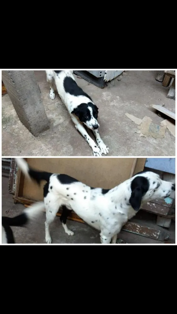 Cachorro ra a Misturada idade 3 anos nome Pingo e bob