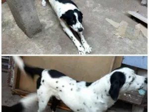 Cachorro raça Misturada idade 3 anos nome Pingo e bob