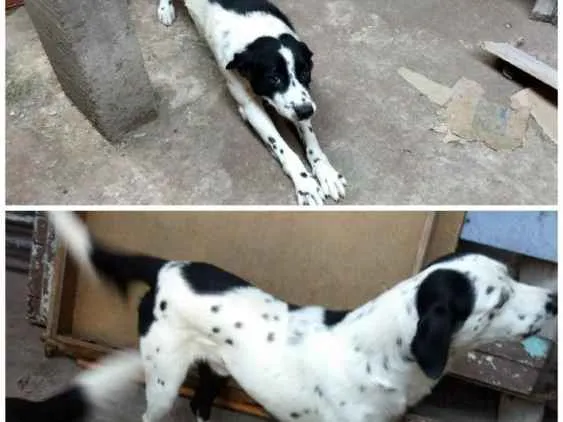 Cachorro ra a Misturada idade 3 anos nome Pingo e bob