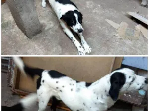 Cachorro raça Misturada idade 3 anos nome Pingo