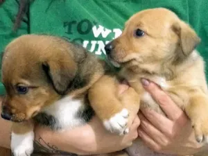 Cachorro raça  Border collie com vira lata idade 2 a 6 meses nome Toisso e Barney
