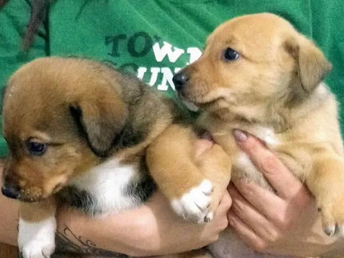 Cachorro ra a  Border collie com vira lata idade 2 a 6 meses nome Toisso e Barney