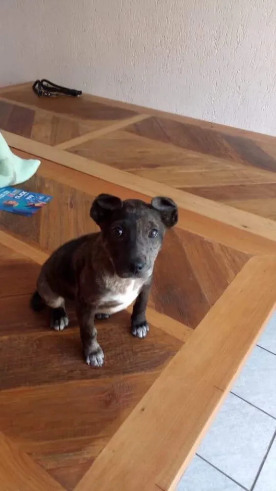 Cachorro ra a Sem raça definida idade 2 a 6 meses nome Sininho
