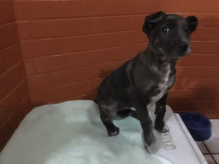 Cachorro ra a Sem raça definida idade 2 a 6 meses nome Sininho