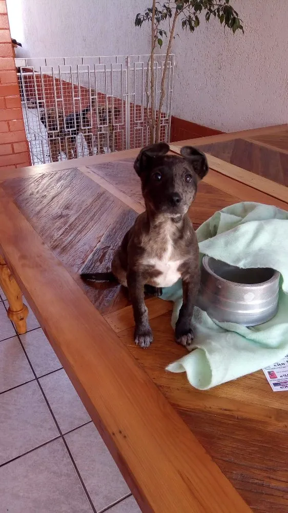Cachorro ra a Sem raça definida idade 2 a 6 meses nome Sininho