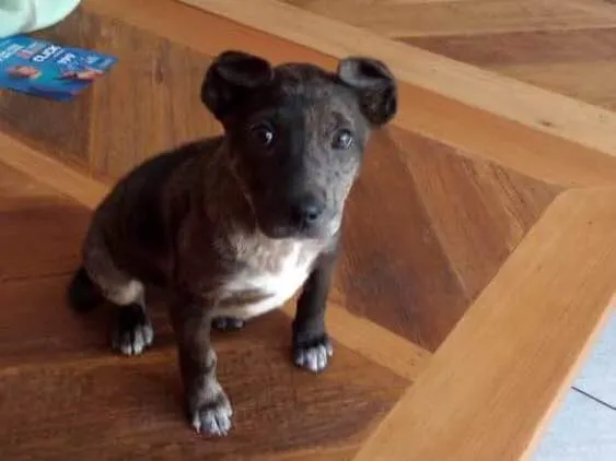 Cachorro ra a Sem raça definida idade 2 a 6 meses nome Sininho