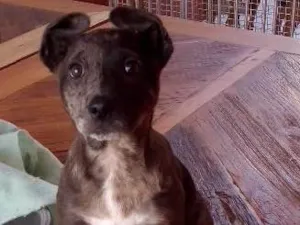 Cachorro raça Sem raça definida idade 2 a 6 meses nome Sininho
