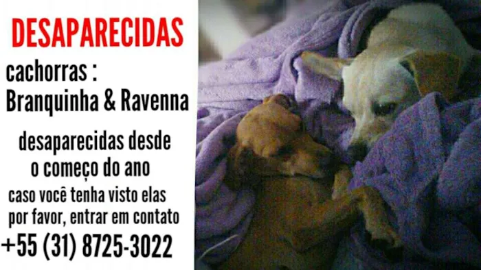 Cachorro ra a Viralata idade 3 anos nome Branquinha e ravena