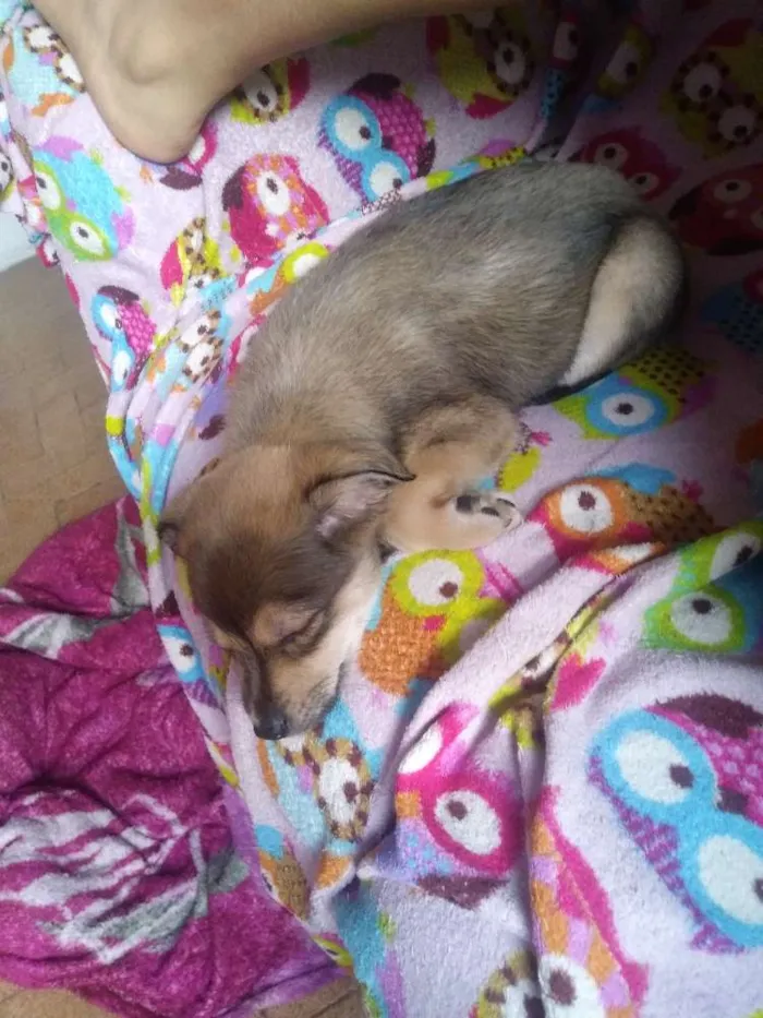 Cachorro ra a Vira Lata idade Abaixo de 2 meses nome Sem nome