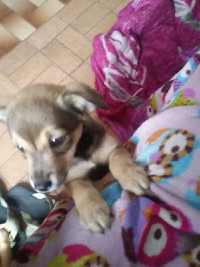 Cachorro ra a Vira Lata idade Abaixo de 2 meses nome Sem nome