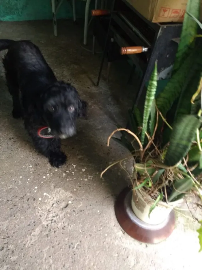 Cachorro ra a SRD idade 4 anos nome Nenê