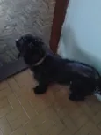 Nenê