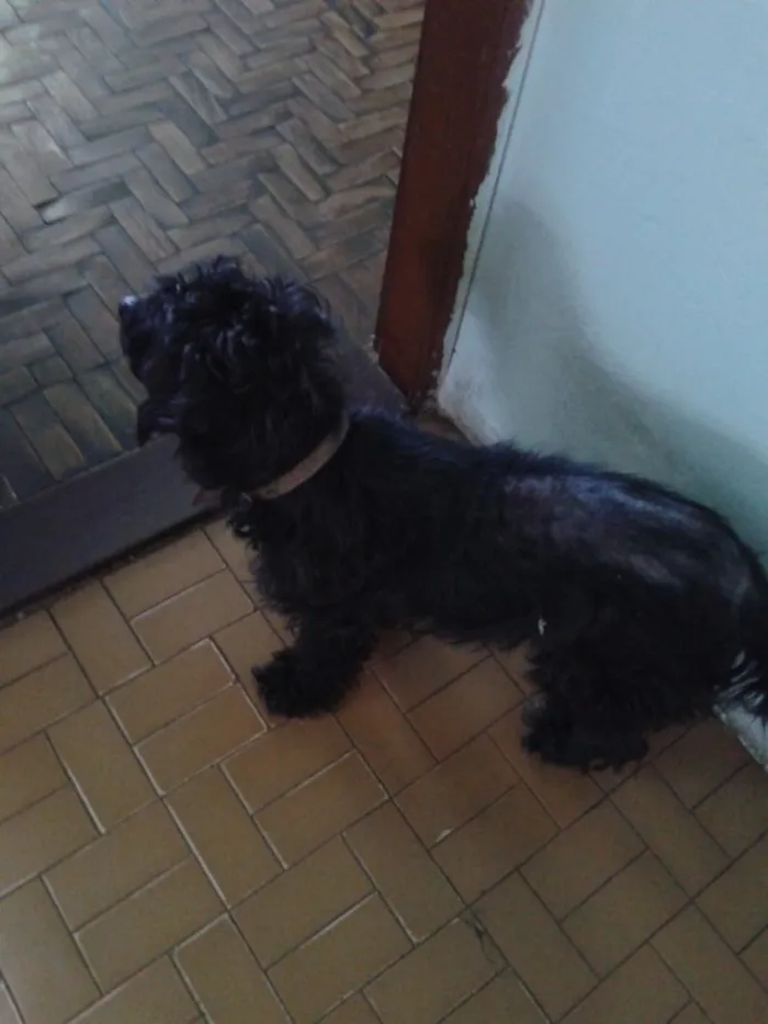 Cachorro ra a SRD idade 4 anos nome Nenê