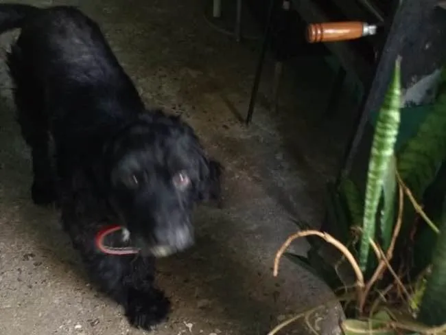 Cachorro ra a SRD idade 4 anos nome Nenê