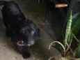 Nenê