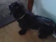 Nenê