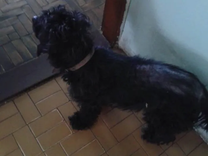 Cachorro ra a SRD idade 4 anos nome Nenê