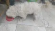 Biscoito
