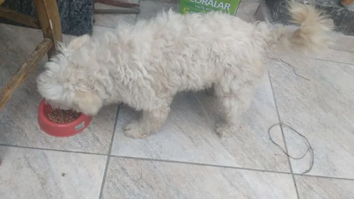 Cachorro ra a Não sei idade 5 anos nome Biscoito