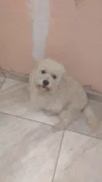 Biscoito