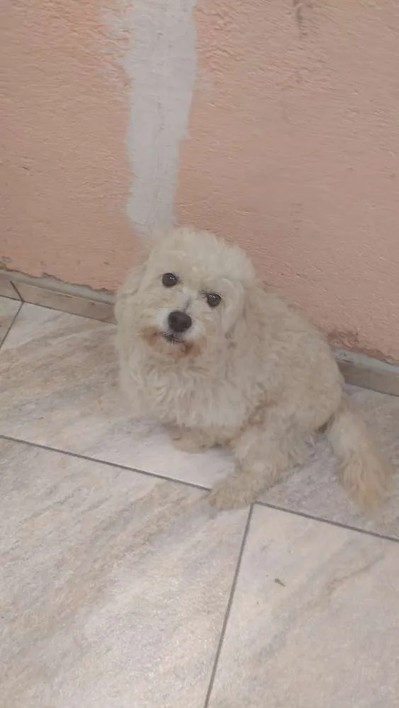 Cachorro ra a Não sei idade 5 anos nome Biscoito