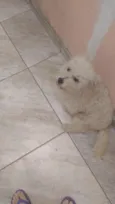 Biscoito