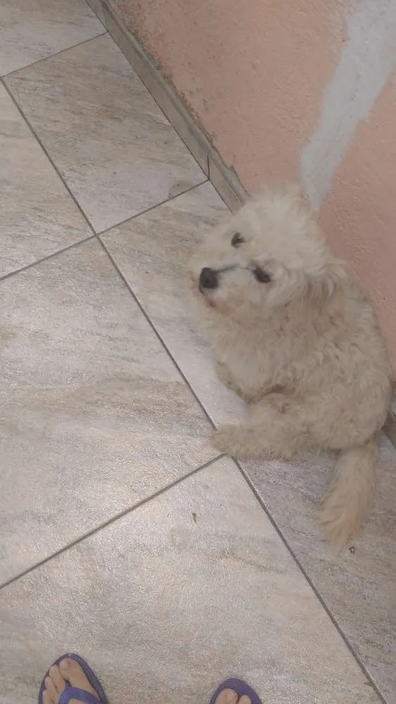 Cachorro ra a Não sei idade 5 anos nome Biscoito