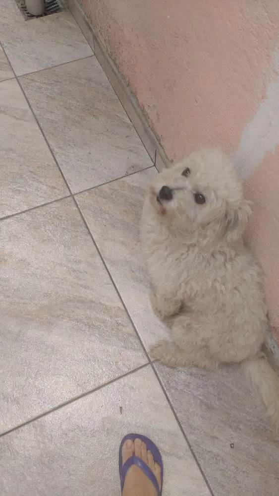 Cachorro ra a Não sei idade 5 anos nome Biscoito