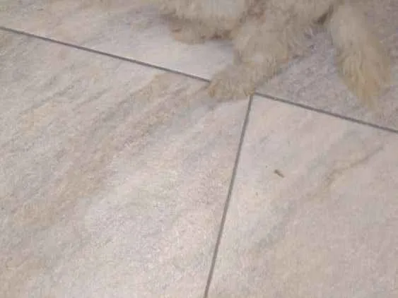 Cachorro ra a Não sei idade 5 anos nome Biscoito