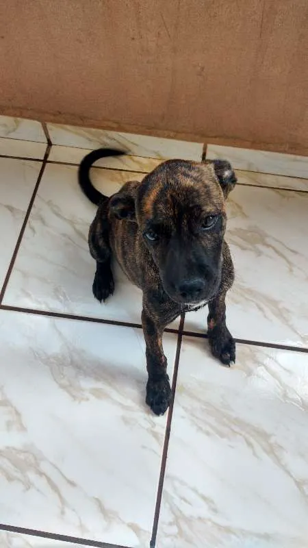 Cachorro raça indefinida idade 2 a 6 meses nome Berg