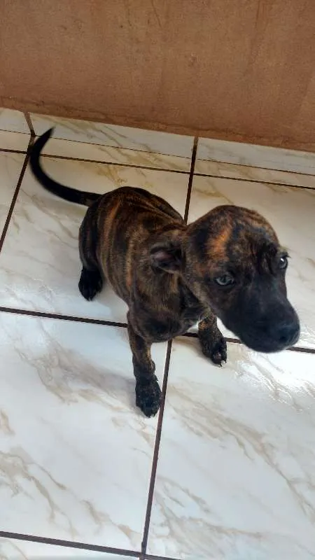 Cachorro raça indefinida idade 2 a 6 meses nome Berg