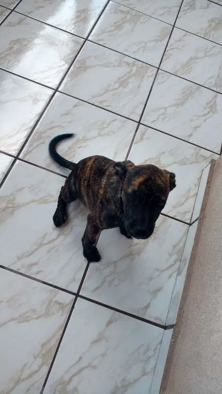 Cachorro raça indefinida idade 2 a 6 meses nome Berg