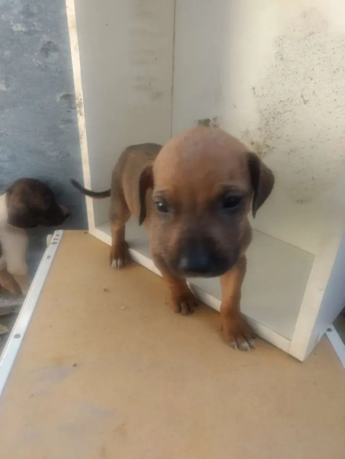 Cachorro ra a Fila misturado com vira-lata idade Abaixo de 2 meses nome Não colocamos nomes