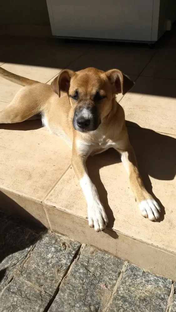 Cachorro raça Sem raça definida  idade 2 a 6 meses nome Lua