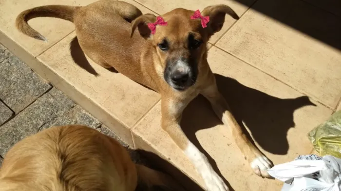 Cachorro raça Sem raça definida  idade 2 a 6 meses nome Lua