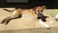 Lua
