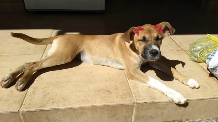 Cachorro raça Sem raça definida  idade 2 a 6 meses nome Lua
